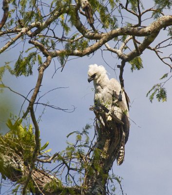 Harpy Eagle (6 mo. old female)