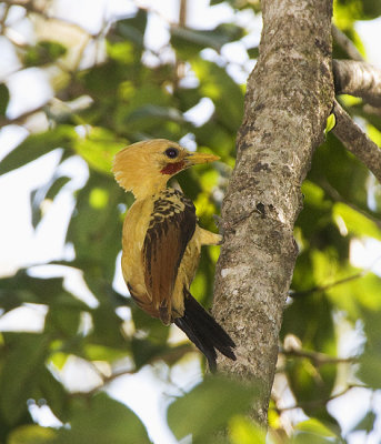 Cream-colored Woodpecker