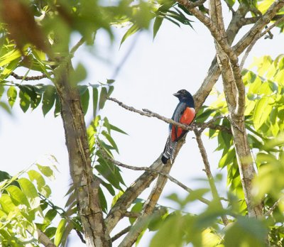 Blue-crowned Trogan