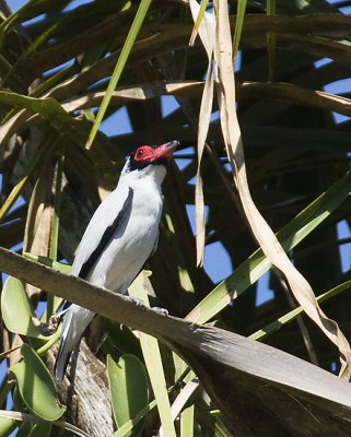 Masked Tityra