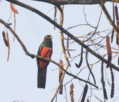 Black-tailed Trogon