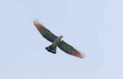 Plumbeous Kite