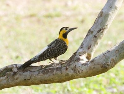 Campo Flicker