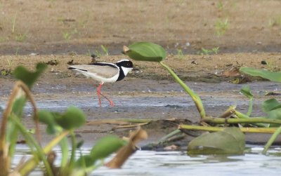 Pied Lapwing