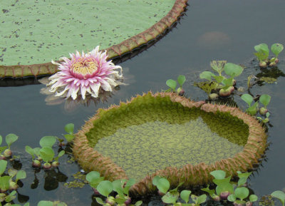 Victoria waterlily flower