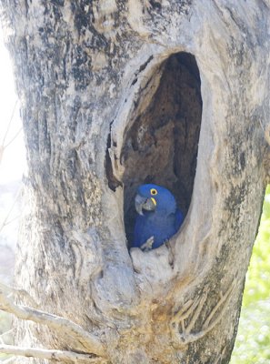 Hyacinth Macaw in nest hole