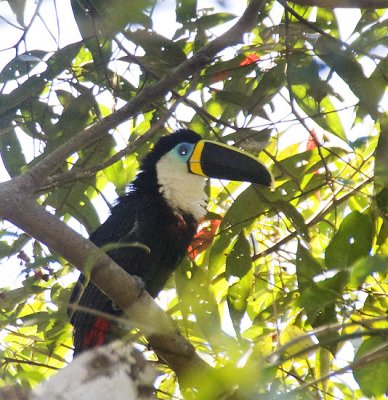 Channel-billed Toucan - Yellow-ridged form