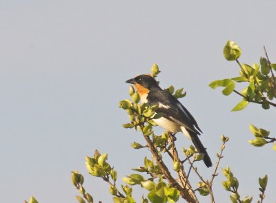 White-rumped Tanager