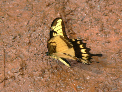 Yellow swallowtail butterfly