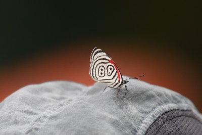 Butterfly 88