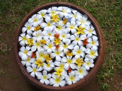 Ranweli flowers