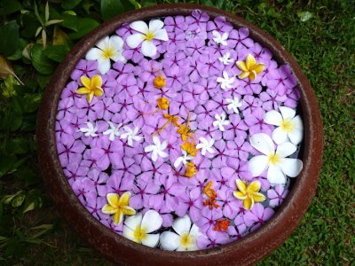 Ranweli flowers