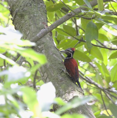 Black-rumped Flameback