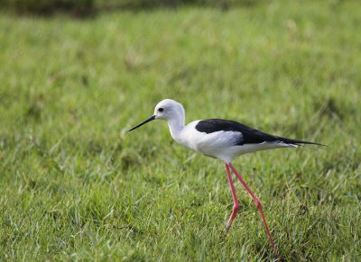 Black-winged Stilt