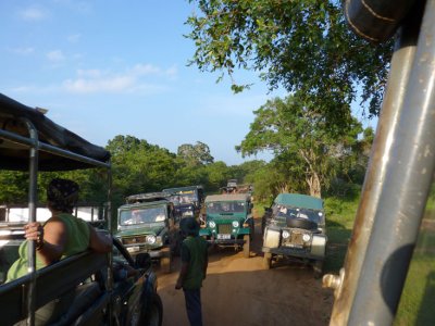 Traffic jam at leopard sighting