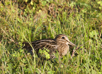 Common Snipe