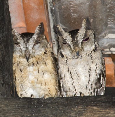 Indian Scops Owl