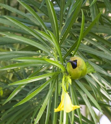 Blue-winged Leafbird