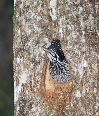 Greater Flameback chick