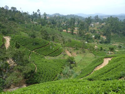 Tea plantation