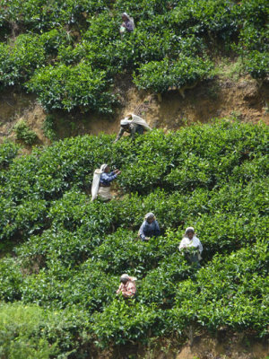 Picking tea