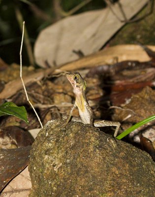 Kangaroo Lizard