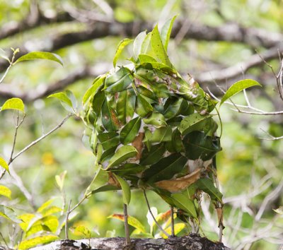 Ant nest