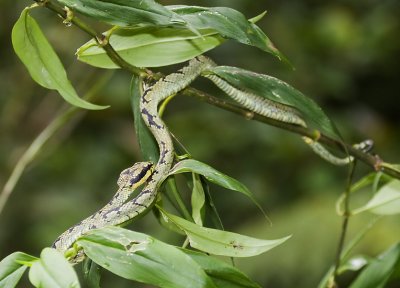 Green pit viper