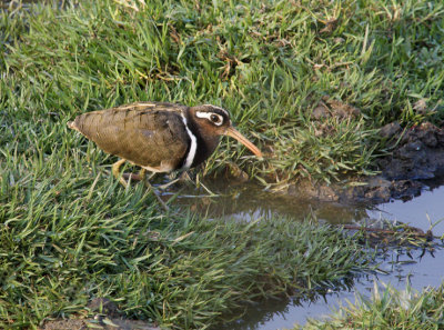 Painted Snipe