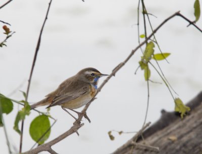 Bluethroat