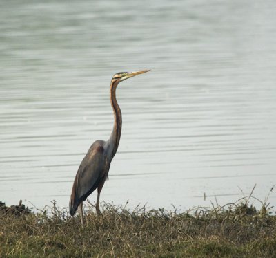 Purple Heron