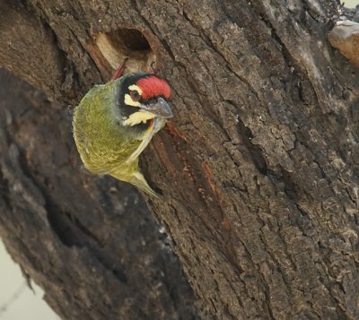 Coppersmith Barbet