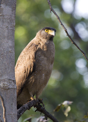 Crested Serpent Eagle