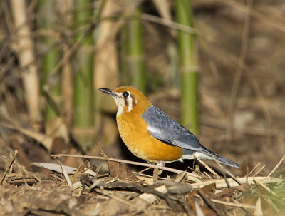 Orange-headed Thrush