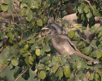 Indian Grey Hornbill