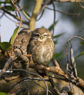 Jungle Owlet