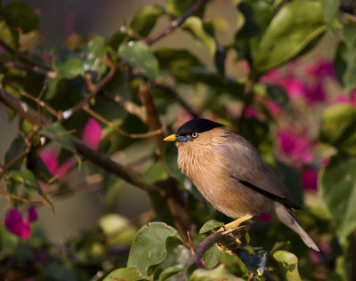 Brahminy Starling