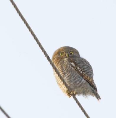 Asian Barred Owlet