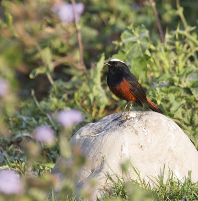 White-capped Redstart