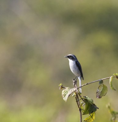 Grey Bushchat