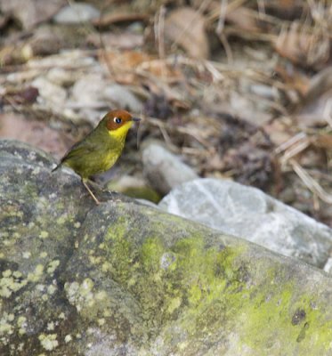 Chestnut-headed Tesia