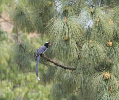 Red-billed Blue Magpie