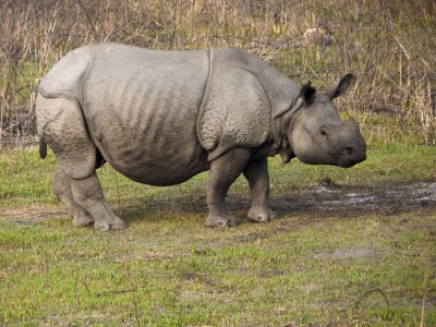 Kaziranga National Park (Assam)