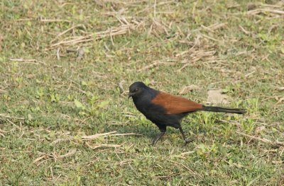Great Coucal