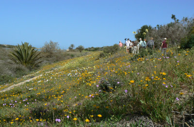 Wildflowers