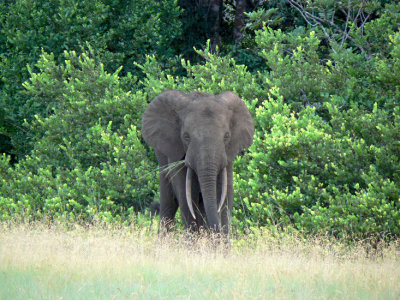 Forest Elephant