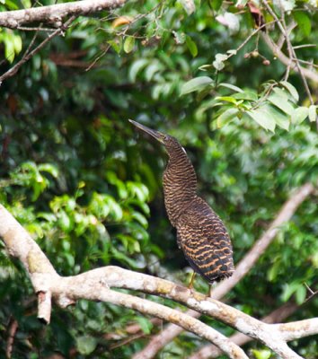 White-crested Tiger-heron