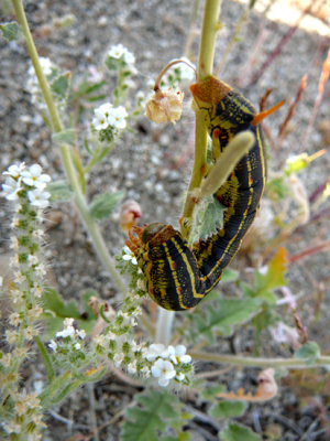 White-lined Sphinx Moth caterpillar & Cryptantha
