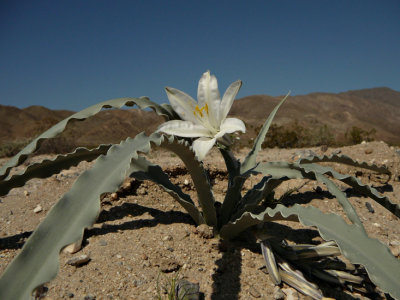 California & Arizona Wildflowers (2008)