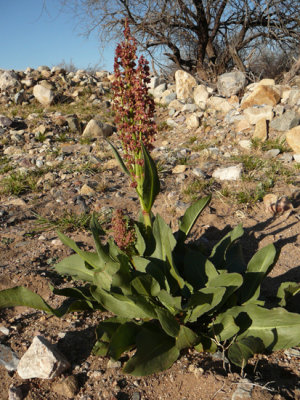 Desert Rhubarb